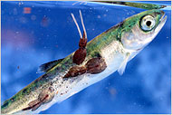 pink salmon lice